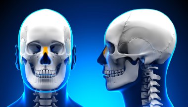 Erkek nazal kemik kafatası anatomisi - kavramı mavi