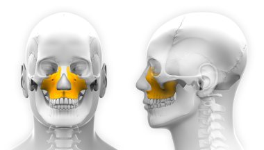 Erkek üst çene kemiği kemik kafatası anatomisi üzerine beyaz izole-