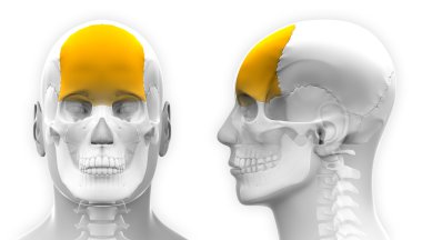 Erkek Frontal kemik kafatası anatomisi - beyaz izole