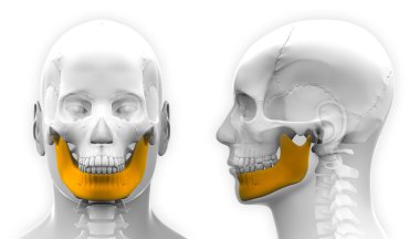 Erkek mandibula kemik kafatası anatomisi üzerine beyaz izole-