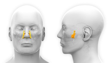 Erkek Palatine kafatası anatomisi - beyaz izole