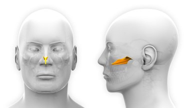 Erkek Vomer kafatası anatomisi - beyaz izole