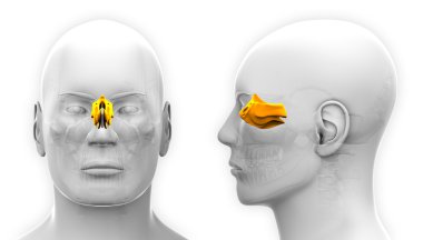 Erkek etmoid kafatası anatomisi - beyaz izole