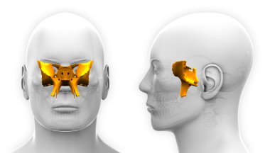 Erkek sfenoid kafatası anatomisi - beyaz izole