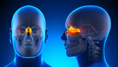 Erkek etmoid kafatası anatomisi - kavramı mavi