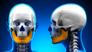 Female Mandible Bone Skull Anatomy - blue concept clipart
