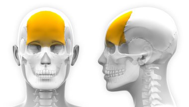 Kadın Frontal kemik kafatası anatomi - beyaz izole