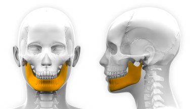 Kadın mandibula kemik kafatası anatomisi üzerine beyaz izole-