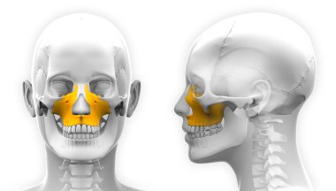 Kadın üst çene kemiği kemik kafatası anatomisi üzerine beyaz izole-