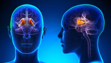 Kadın talamus beynin anatomisi - kavramı mavi