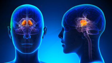Kadın Bazal gangliyon beyin anatomisi - kavramı mavi