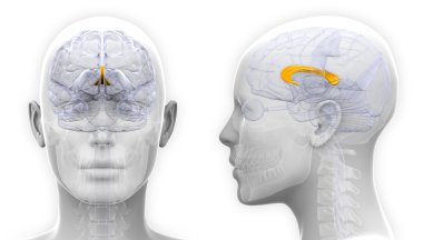 Kadın Corpus Callosum beyin anatomisi - beyaz izole