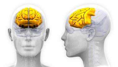 Kadın ön lobunda beyin anatomisi - beyaz izole