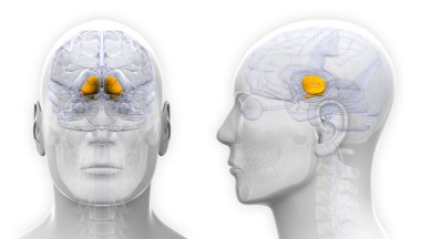 Erkek Bazal gangliyon beyin anatomisi - beyaz izole