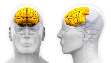 Erkek ön lobunda beyin anatomisi - beyaz izole
