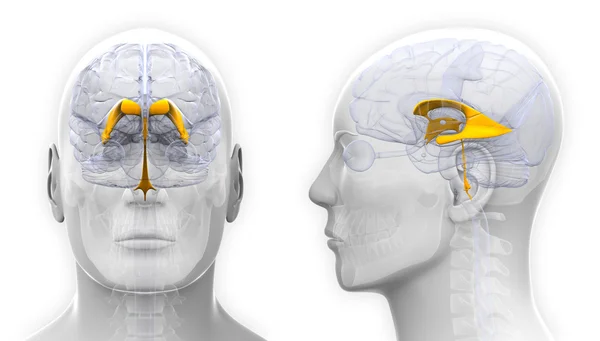 Venctricoli maschili di anatomia cerebrale isolati su bianco — Foto Stock