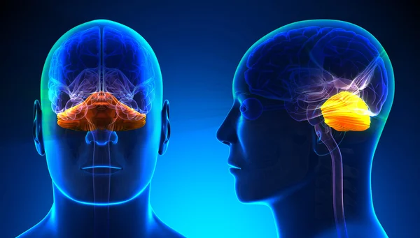 Male Cerebellum Brain Anatomy - konsep biru — Stok Foto