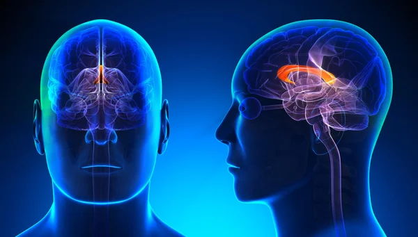 Male Corpus Callosum Brain Anatomy - blue concept — Stock Photo, Image