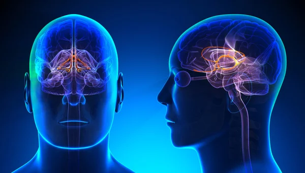 Мужская лимбическая анатомия мозга - синяя концепция — стоковое фото