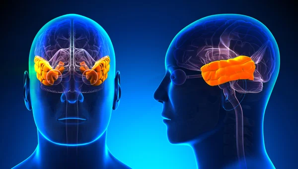 Мужская анатомия височной доли мозга - синяя концепция — стоковое фото