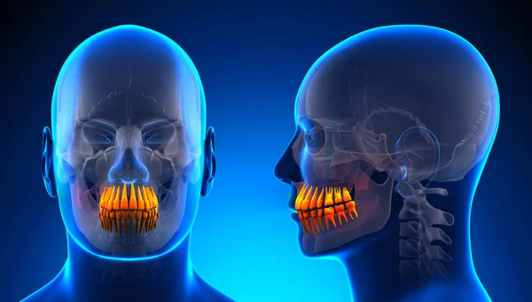 Dientes masculinos Anatomía dental - concepto azul — Foto de Stock