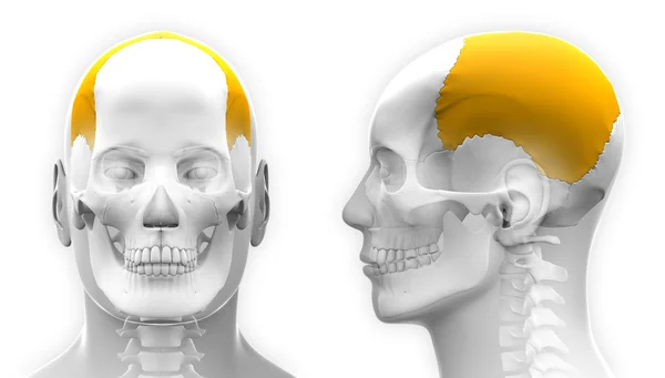 Male Parietal Bone Skull Anatomy - isolated on white — Stock Photo, Image