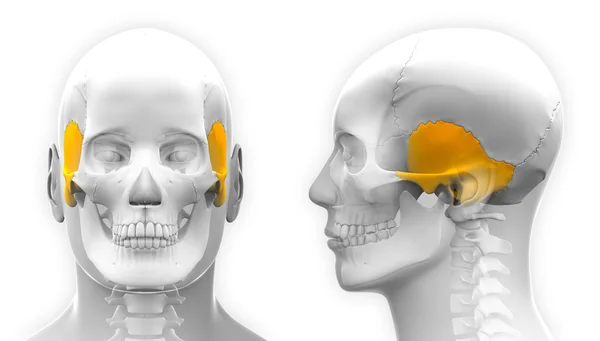 Erkek Temporal kemik kafatası anatomisi - beyaz izole — Stok fotoğraf