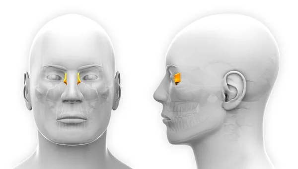 Anatomia Caveira Lacrimal Masculina - isolada em branco — Fotografia de Stock