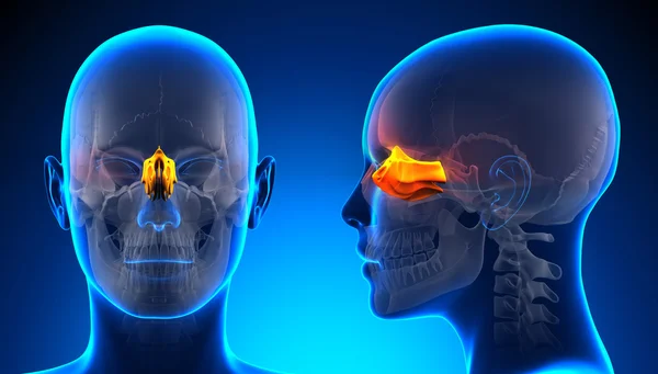 Female Ethmoid Skull Anatomy - blue concept — Stock Photo, Image