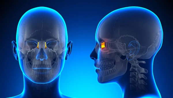 Kobiece łzowych anatomii czaszki - koncepcja niebieski — Zdjęcie stockowe