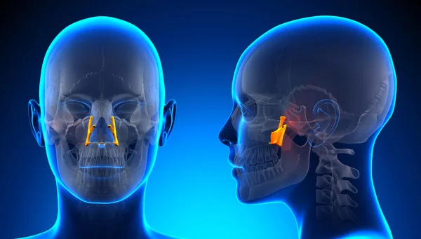 Anatomie des weiblichen Pfälzer Schädels - blaues Konzept — Stockfoto