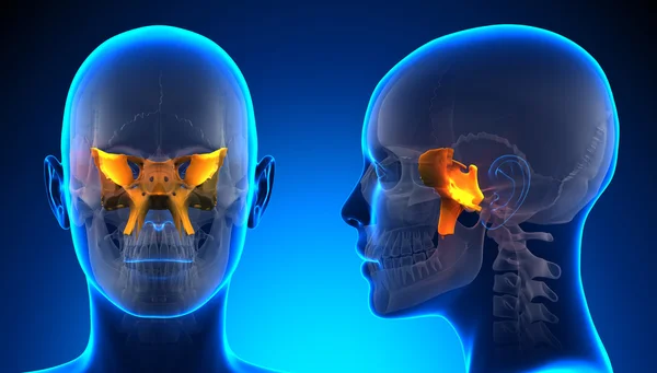 Kadın sfenoid kafatası anatomi - kavramı mavi — Stok fotoğraf