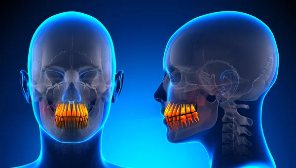여성 이빨 치과 해부학-블루 개념 — 스톡 사진