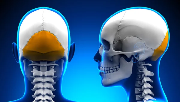 女性後頭骨頭蓋解剖学 - 青いコンセプトカー — ストック写真