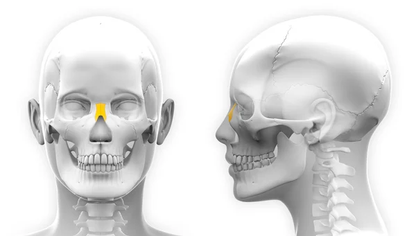 Anatomia do Caveira do Osso Nasal Feminino - isolado em branco — Fotografia de Stock