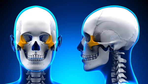 Анатомия костного черепа женского пола - синяя концепция — стоковое фото