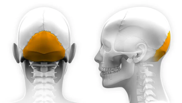 Vrouwelijke achterhoofdsbeen schedel anatomie - geïsoleerd op wit — Stockfoto