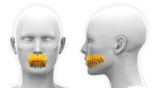 Dentes Femininos Anatomia Dentária - isolado em branco — Fotografia de Stock