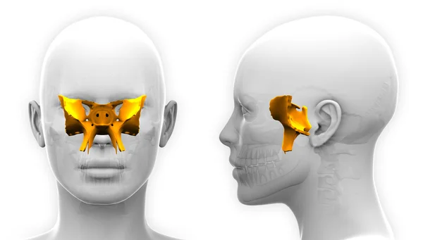 여성 설상 골 두개골 해부학-흰색 절연 — 스톡 사진