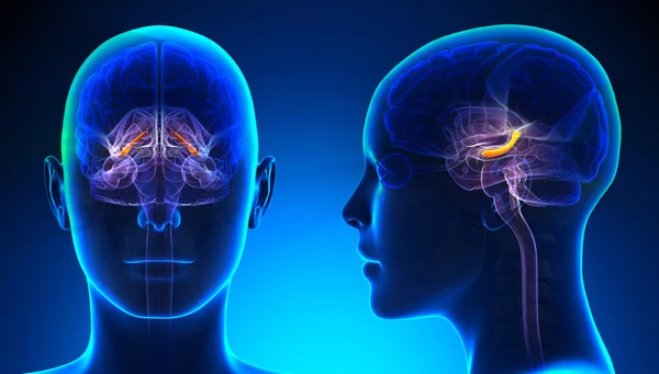 Vrouwelijke Hippocampus hersenen anatomie - blauwe concept — Stockfoto