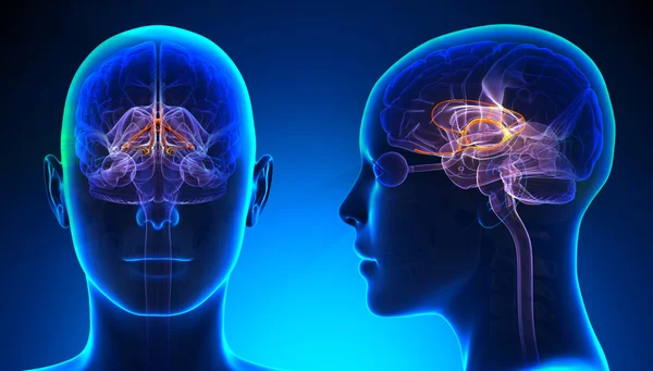 Anatomie des weiblichen limbischen Systems Gehirn - blaues Konzept — Stockfoto