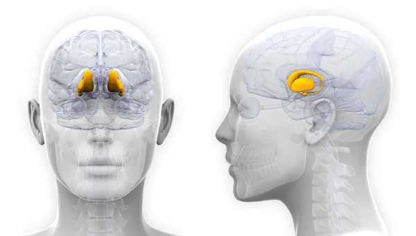 Anatomía cerebral del tálamo femenino - aislado en blanco — Foto de Stock