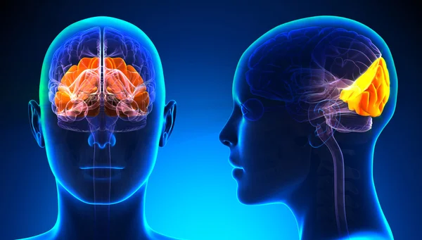 Ženské týlního laloku mozku anatomie - modré koncepce — Stock fotografie