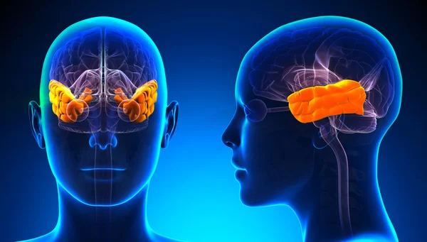 Анатомия женской височной доли мозга - синяя концепция — стоковое фото