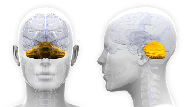 Vrouwelijke Cerebellum hersenen anatomie - geïsoleerd op wit — Stockfoto