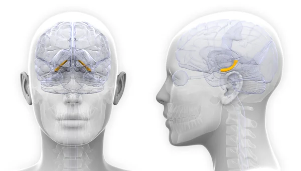 Ženské anatomie mozku Hippocampus - izolované na bílém — Stock fotografie