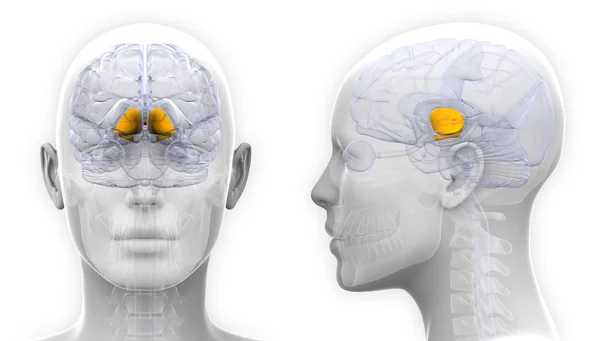 Vrouwelijke basale Ganglia hersenen anatomie - geïsoleerd op wit — Stockfoto