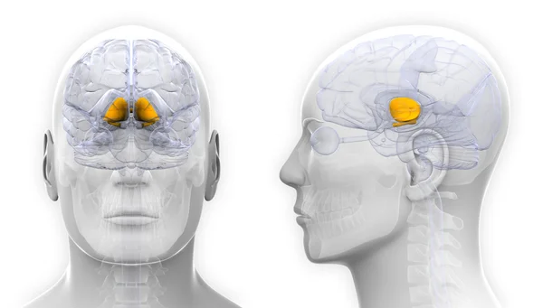 Männliche Basalganglien Gehirn Anatomie - isoliert auf weiß — Stockfoto