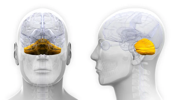 Male Cerebellum Brain Anatomy - isolated on white — Stock Photo, Image