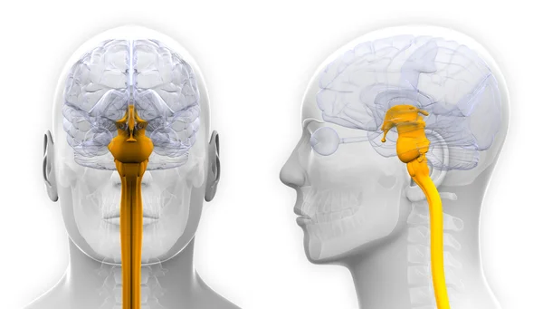 Чоловічий спинному мозку анатомії - ізольовані на білому — стокове фото